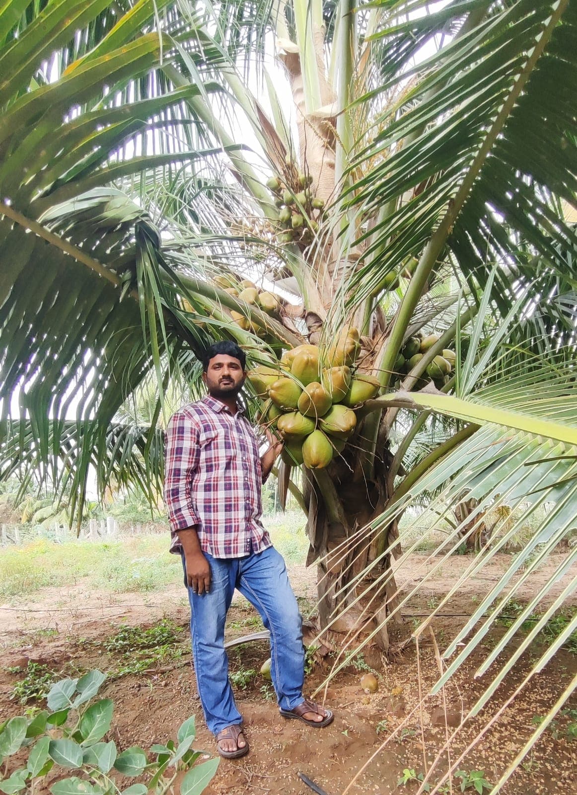 Ganga Coconut